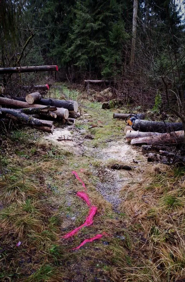 ЭПИЛЕСПИСИЯ