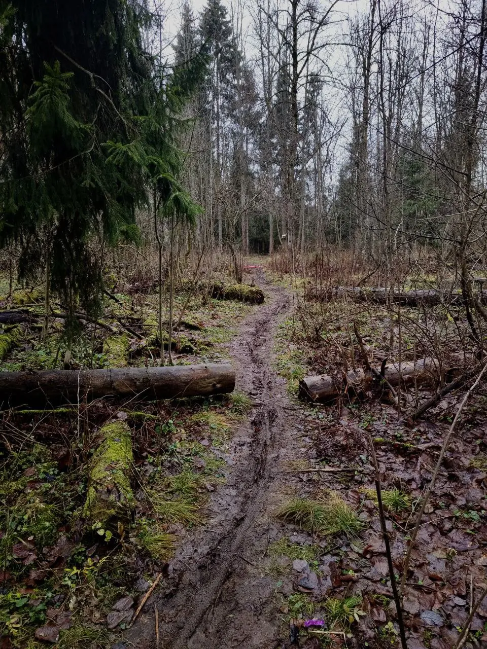 ЭПИЛЕСПИСИЯ