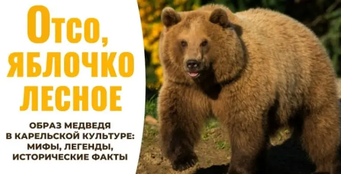 Отсо, яблочко лесное