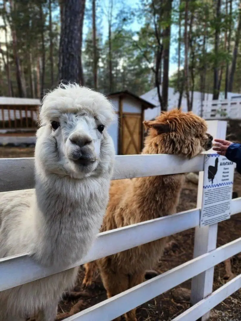 Пушистые друзья и ледяные приключения