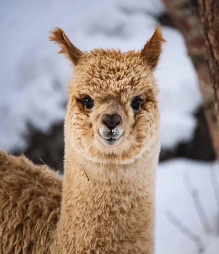 Пушистые друзья и ледяные приключения