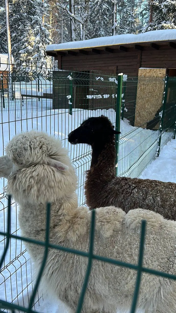 Пушистые друзья и ледяные приключения