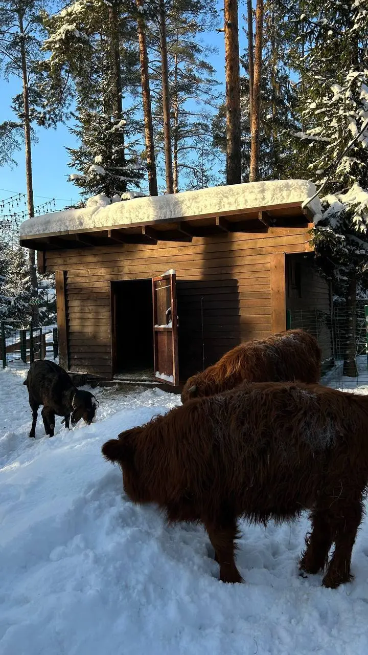 Пушистые друзья и ледяные приключения