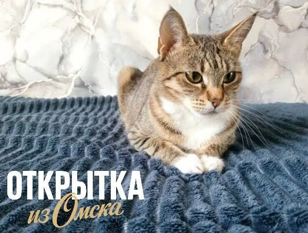 Выставка кошек в Омске