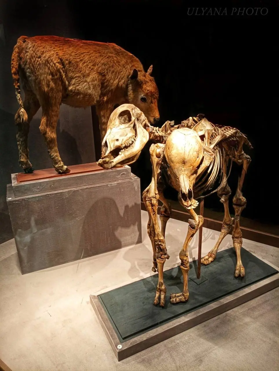 Выставка экспонатов в Кунсткамере