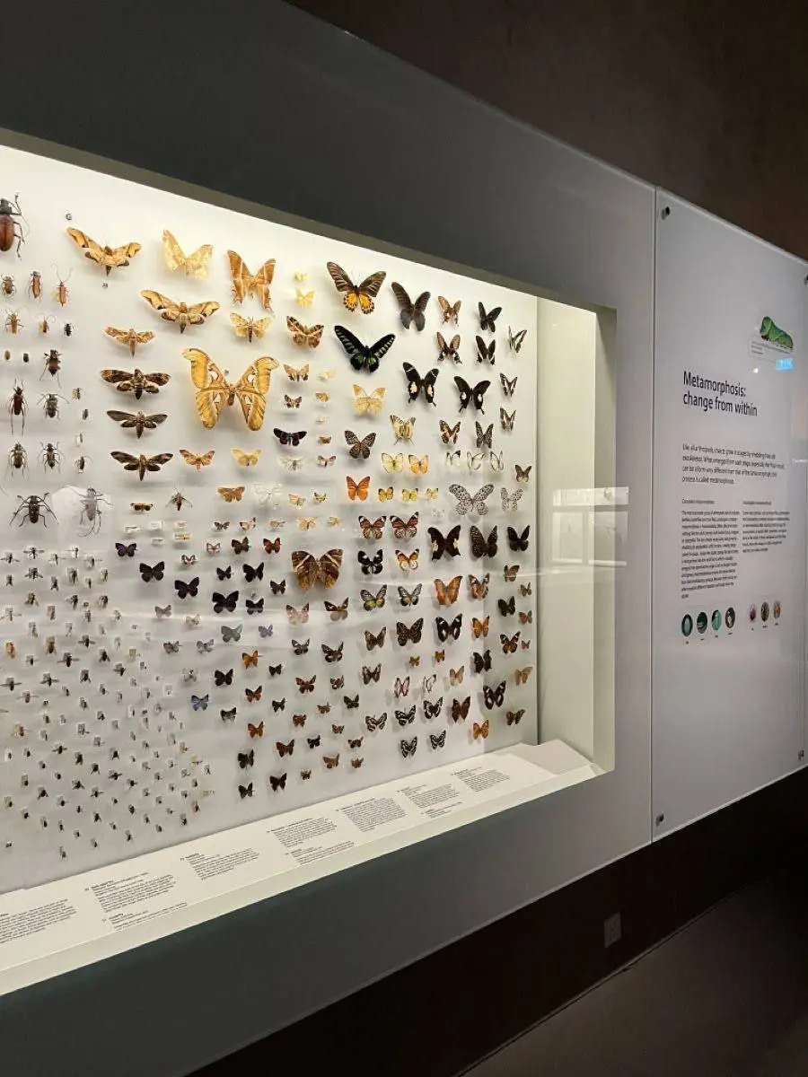 Посещение музея Кунсткамера