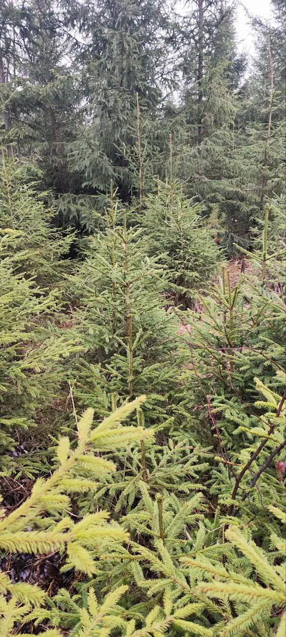 Выбор и приобретение новогодних елей