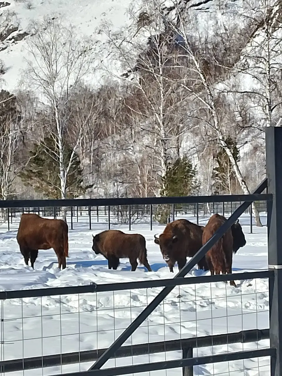 Зимнее башкирское сафари в Мурадымовском ущелье