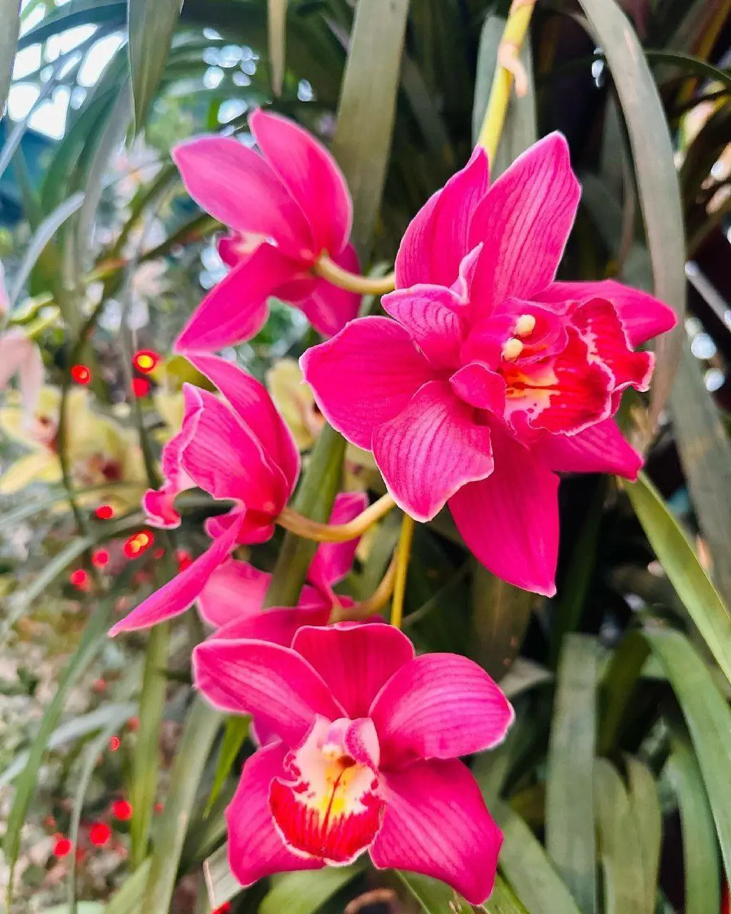 Фестиваль орхидей, хищных растений и кактусов «Тропическая Зима»