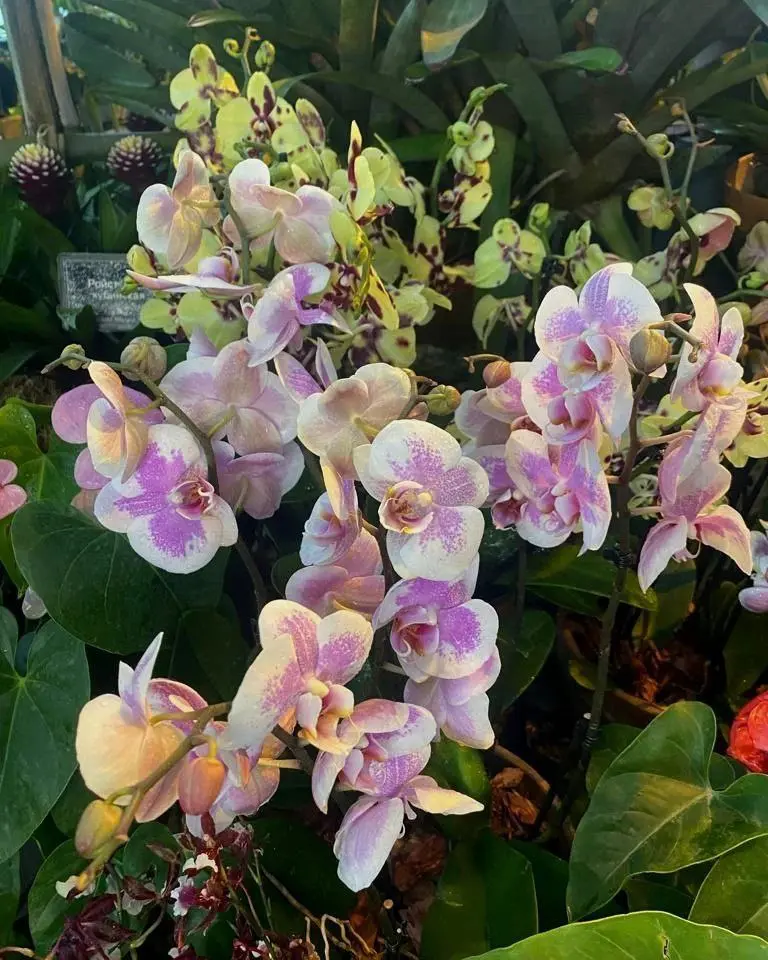 Фестиваль орхидей, хищных растений и кактусов «Тропическая Зима»