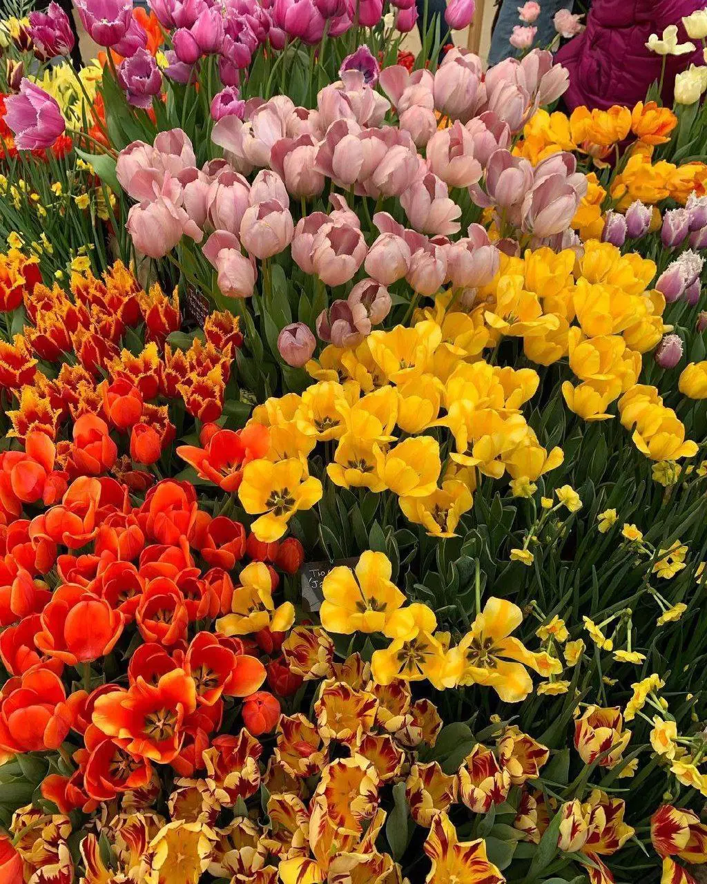 Фестиваль орхидей, хищных растений и кактусов «Тропическая Зима»