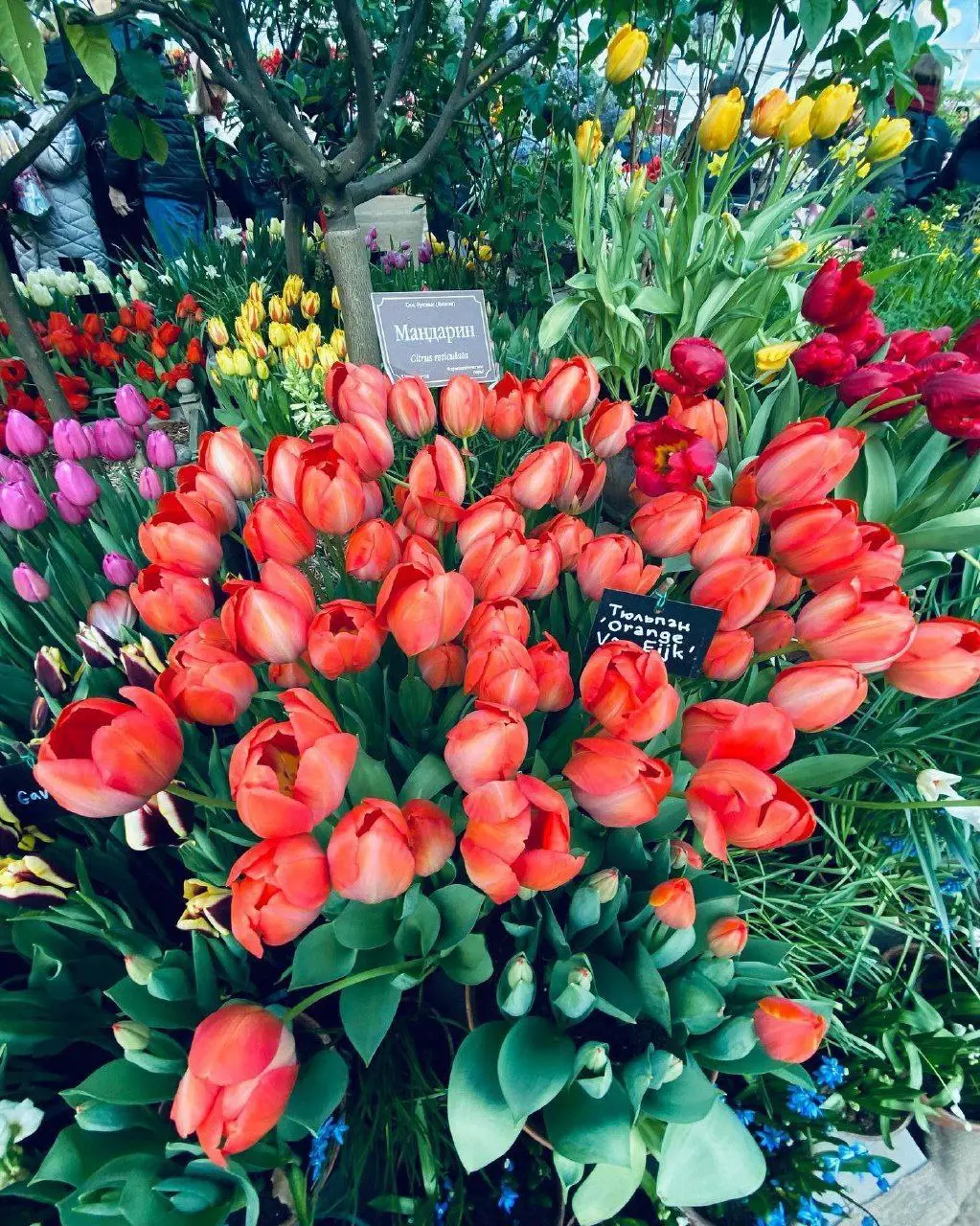 Фестиваль орхидей, хищных растений и кактусов «Тропическая Зима»