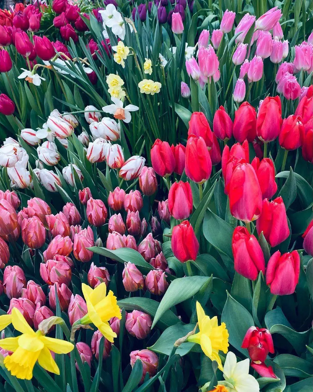 Фестиваль орхидей, хищных растений и кактусов «Тропическая Зима»