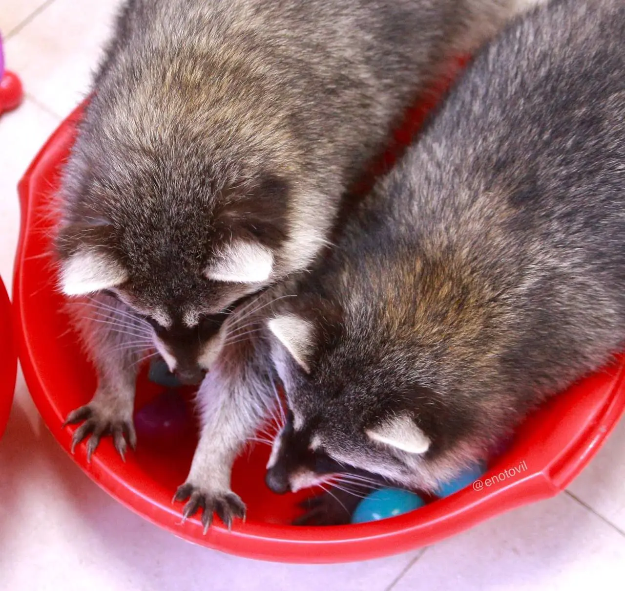 Выставка ручных енотов в Санкт-Петербурге