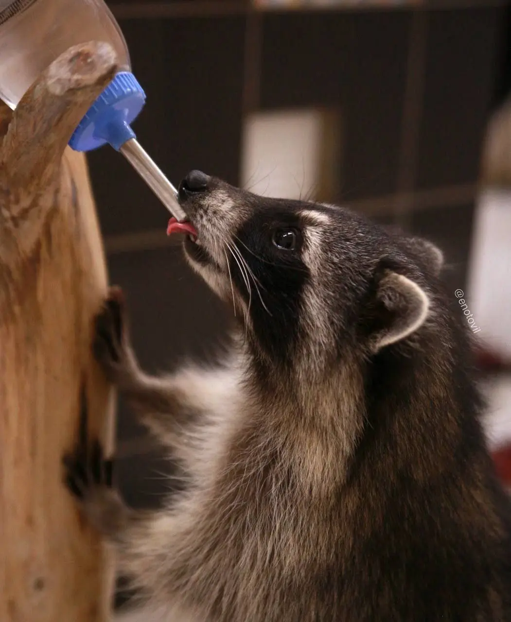 Выставка ручных енотов в Санкт-Петербурге