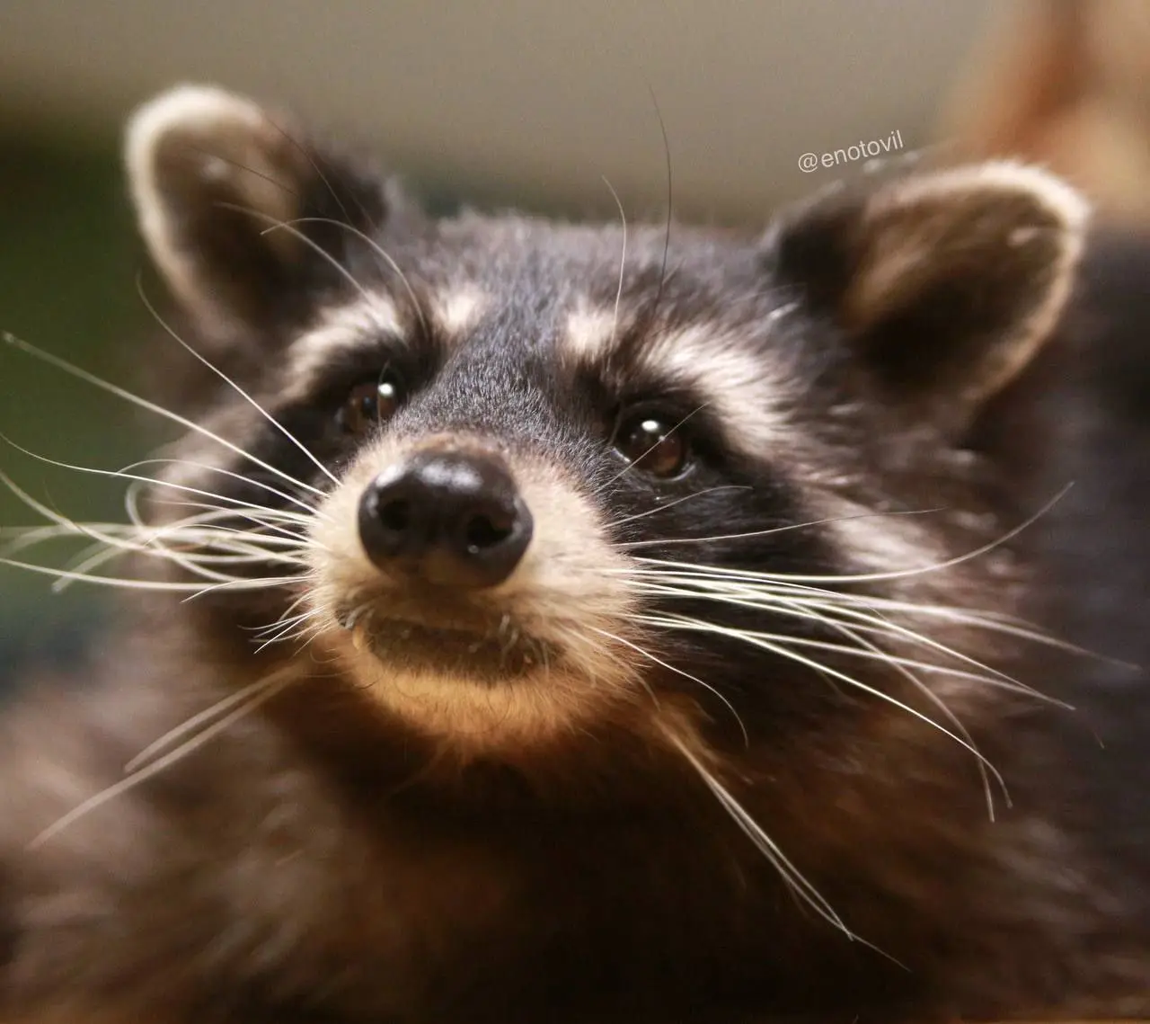 Выставка ручных енотов в Санкт-Петербурге