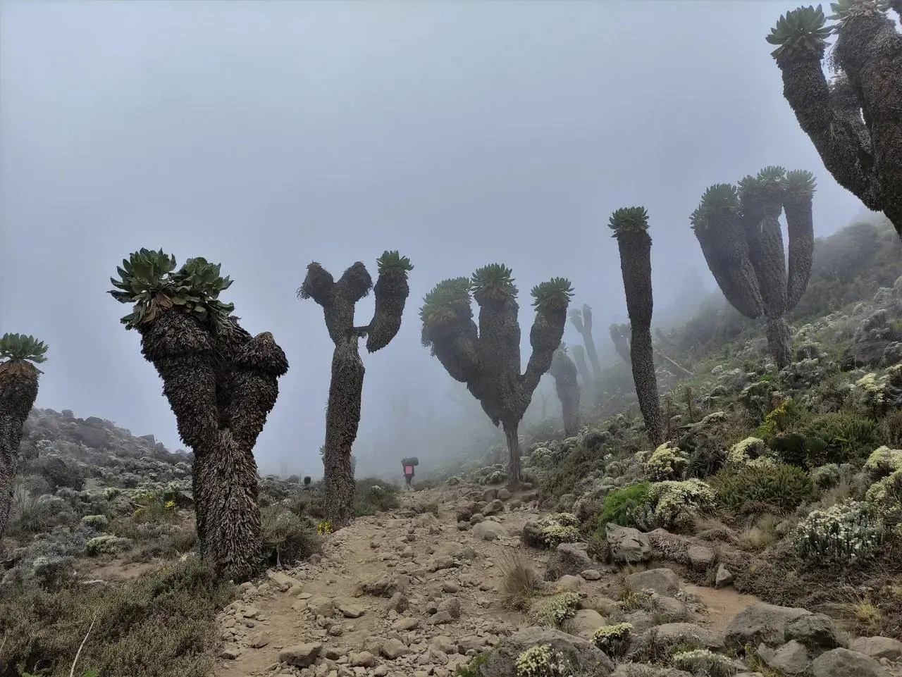 Интерактивная лекция о Килиманджаро - крыше Африки