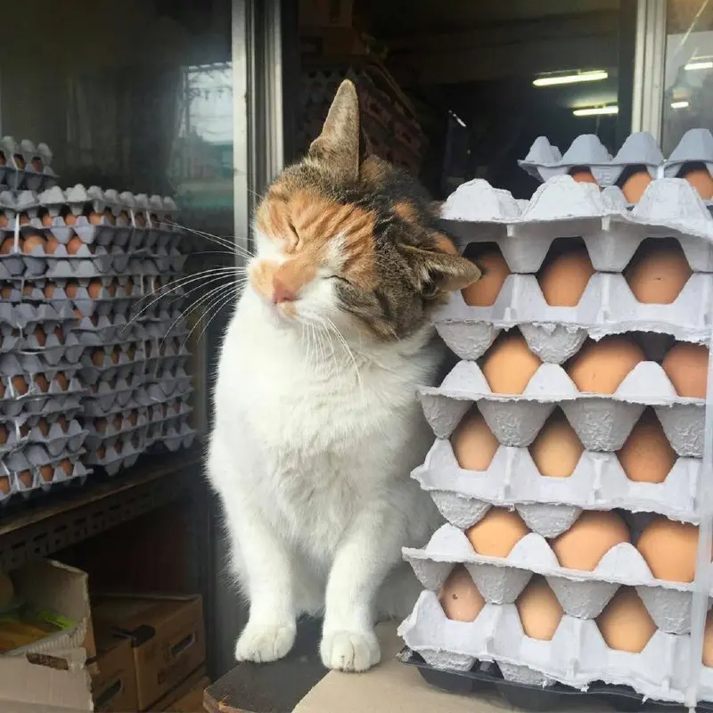 Ярмарка фермерских продуктов в Тюмени