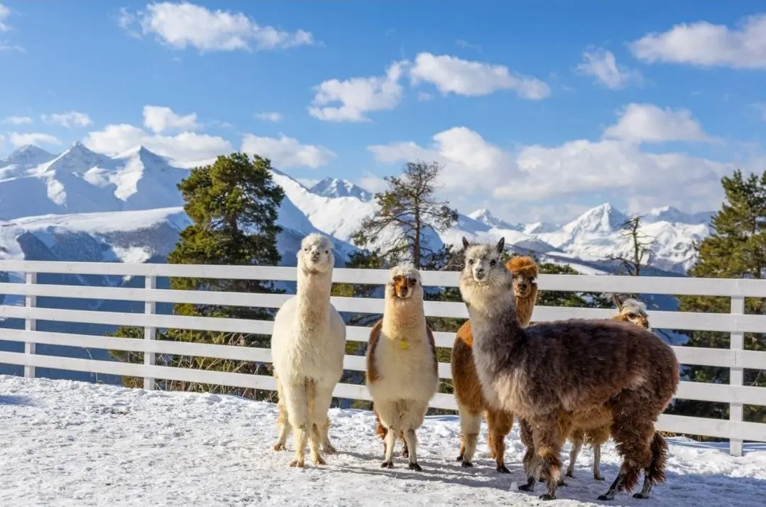 Поездка в Архыз на гастрономический фестиваль