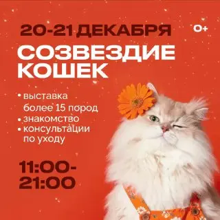 Выставка кошек по теме Созвездие кошек