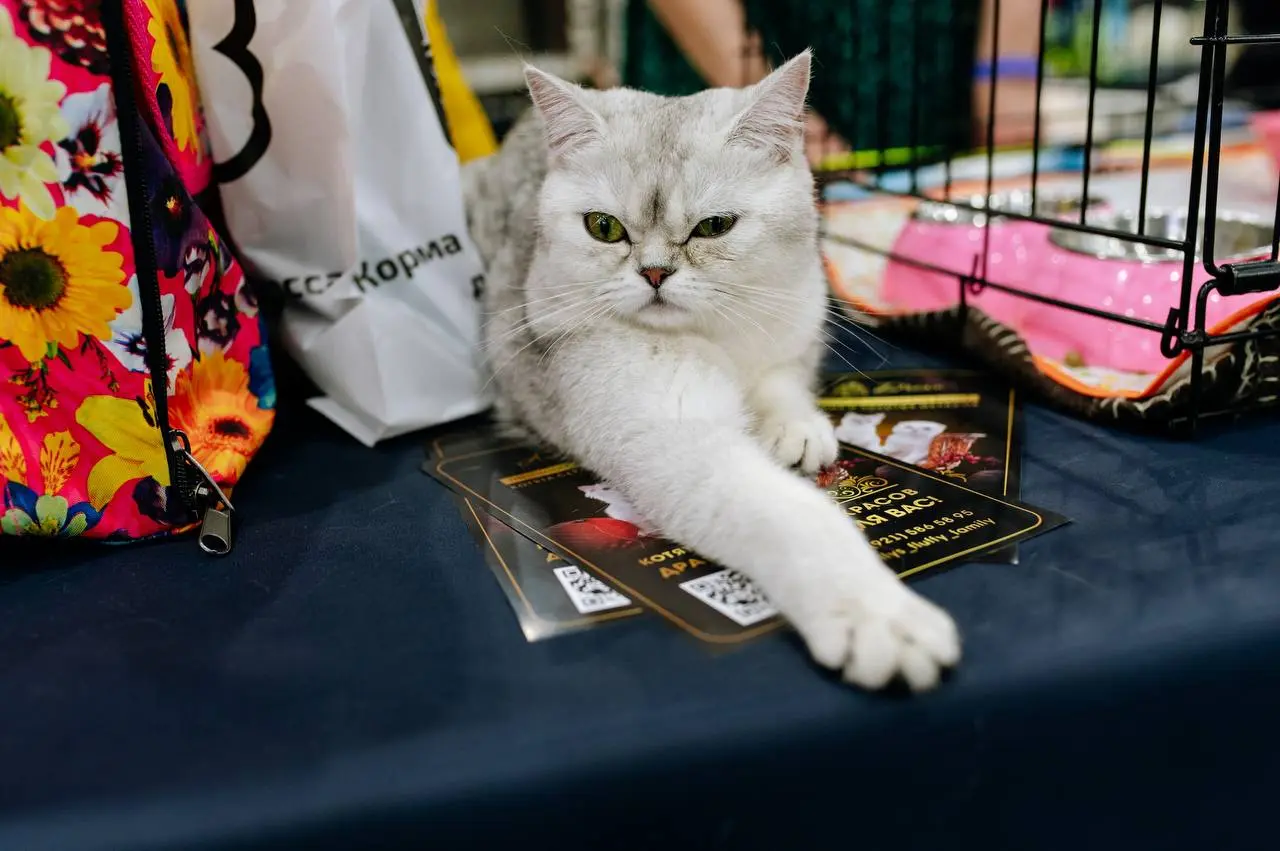 Выставка зоотоваров на тему Зоошоу. Зима 2025