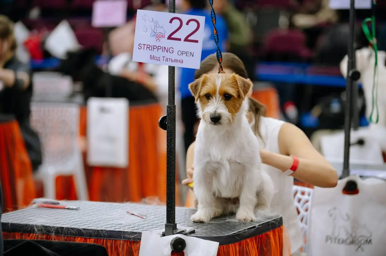 Выставка зоотоваров на тему Зоошоу. Зима 2025