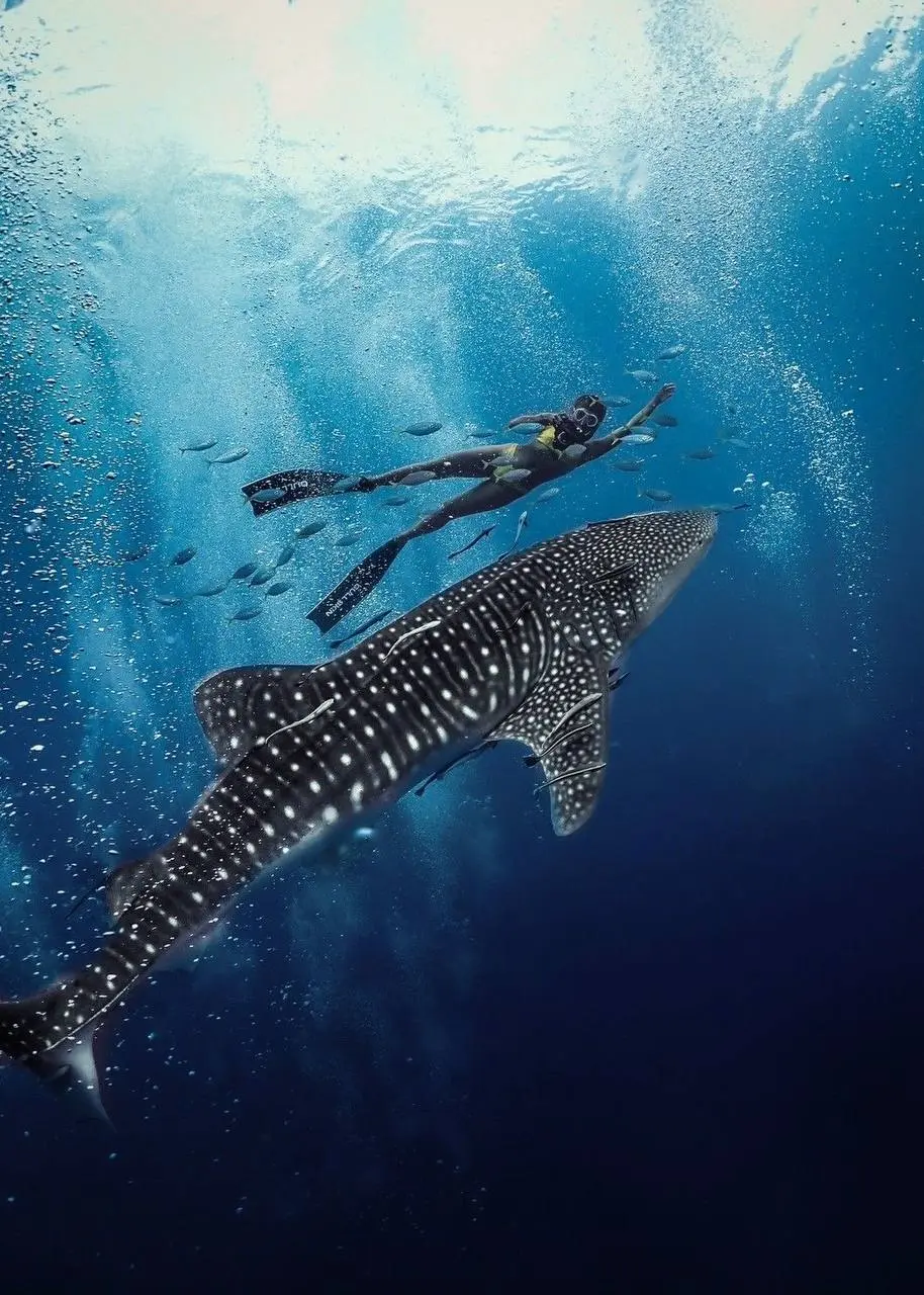 Тур по плаванию с китовыми акулами в Бали и Сумбава