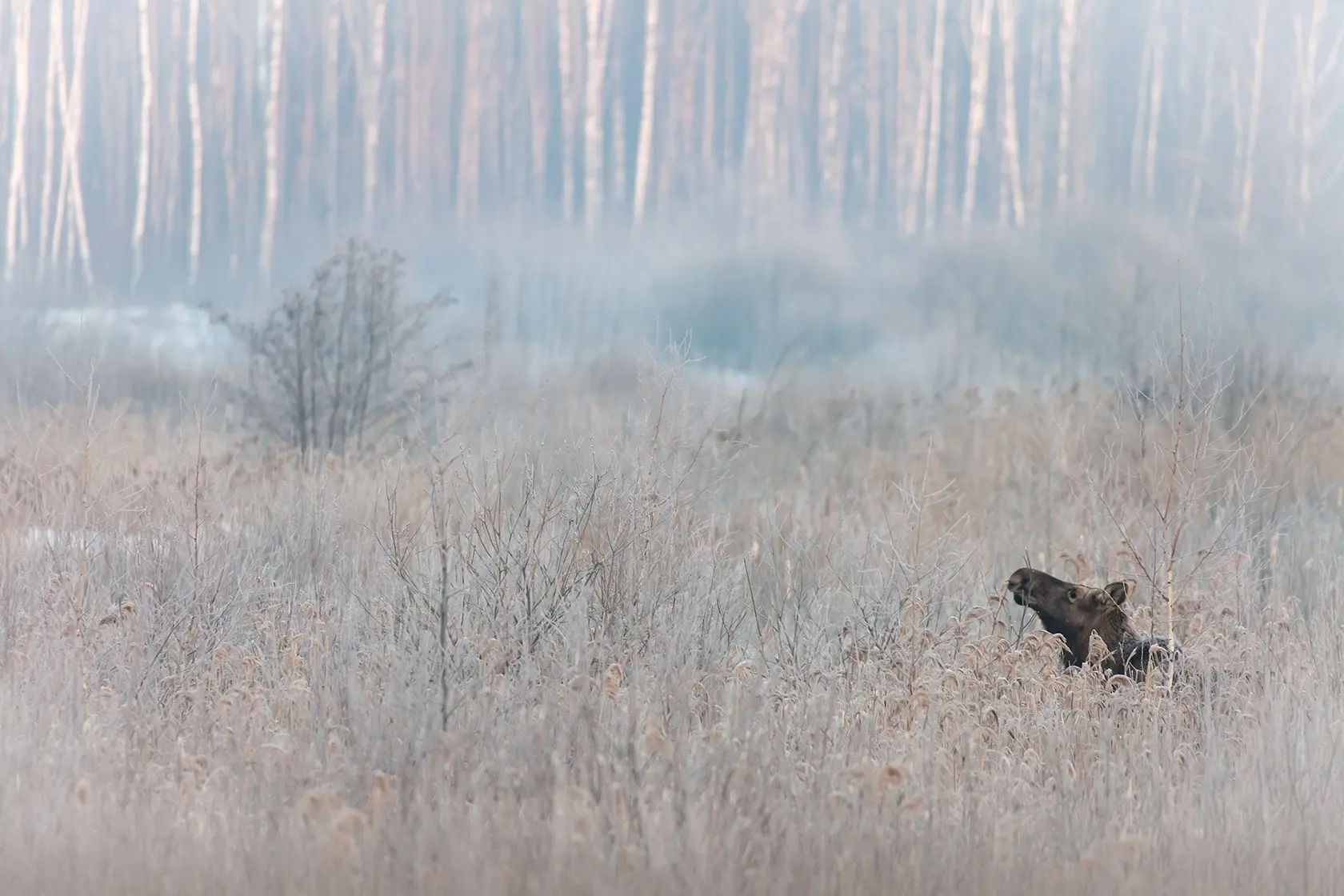 Поездка по маршруту Лосиный остров — Медвежьи озёра