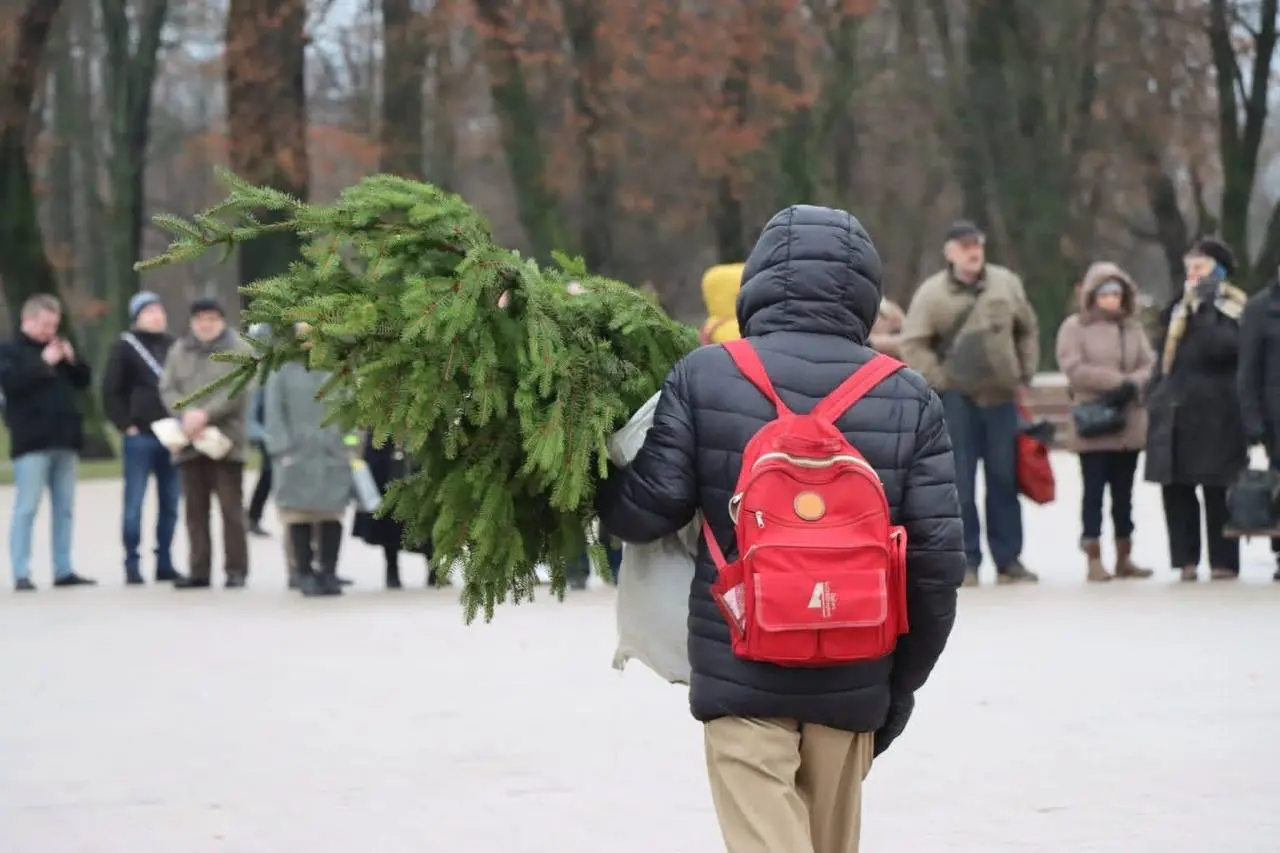 Раздача еловых веток