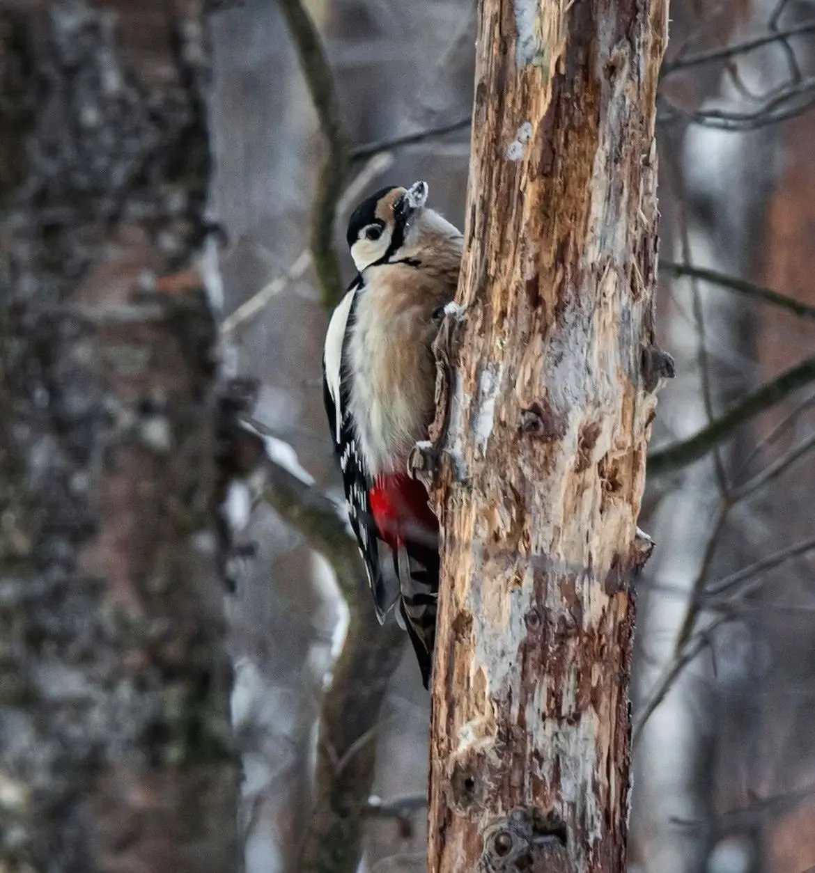 Орнитологическая прогулка по Пискаревскому лесопарку