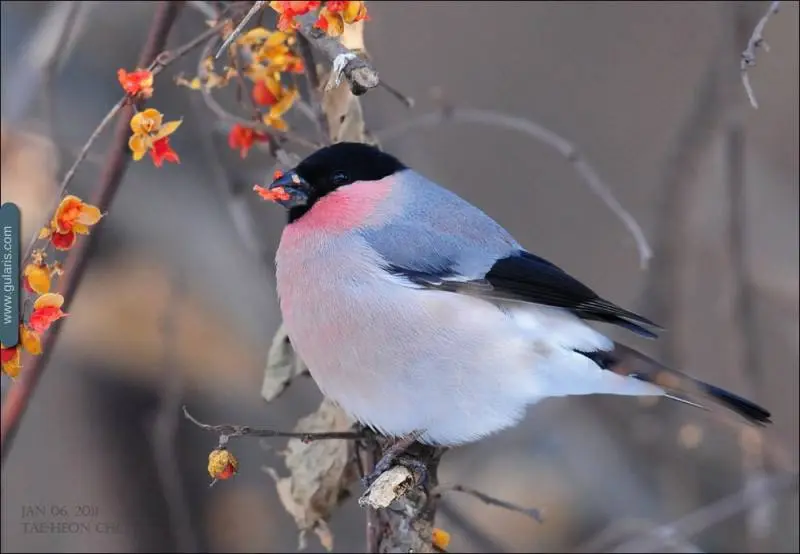 Орнитологическая прогулка по Пискаревскому лесопарку