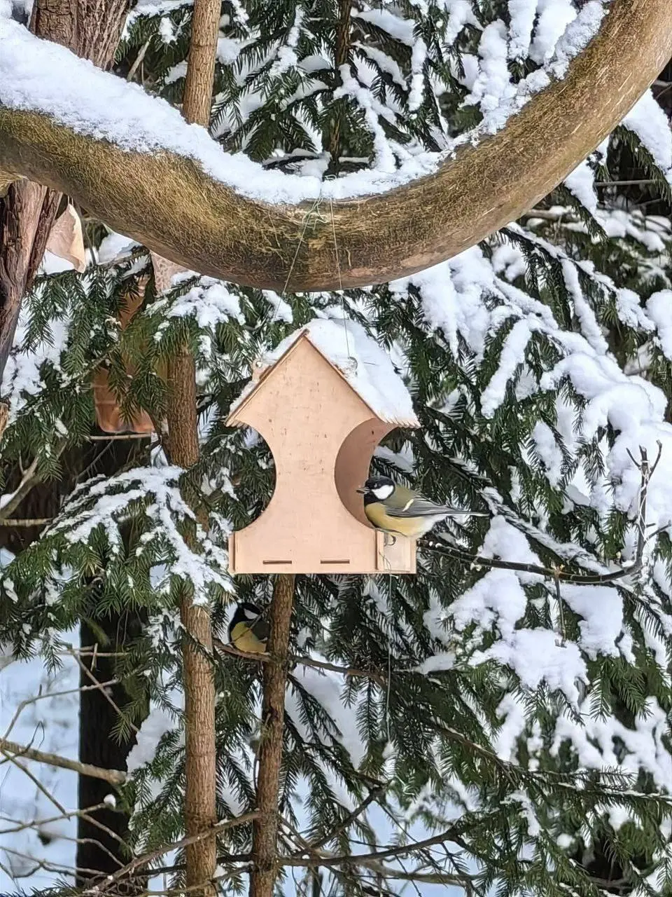 Орнитологическая прогулка по Пискаревскому лесопарку