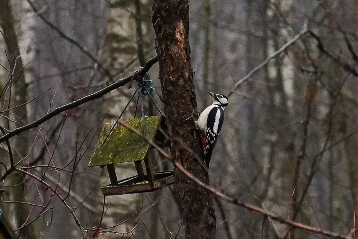 Орнитологическая прогулка по Пискаревскому лесопарку