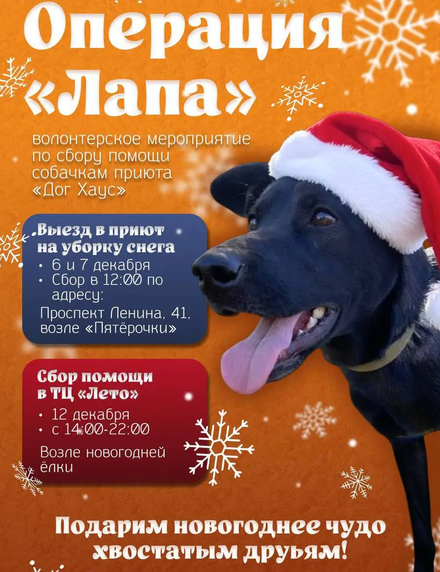 Волонтерское мероприятие по сбору помощи для приюта Дог Хаус