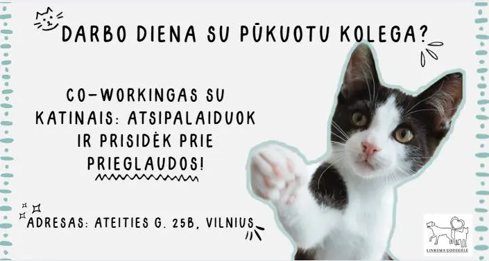 Коворкинг на тему общения с котиками