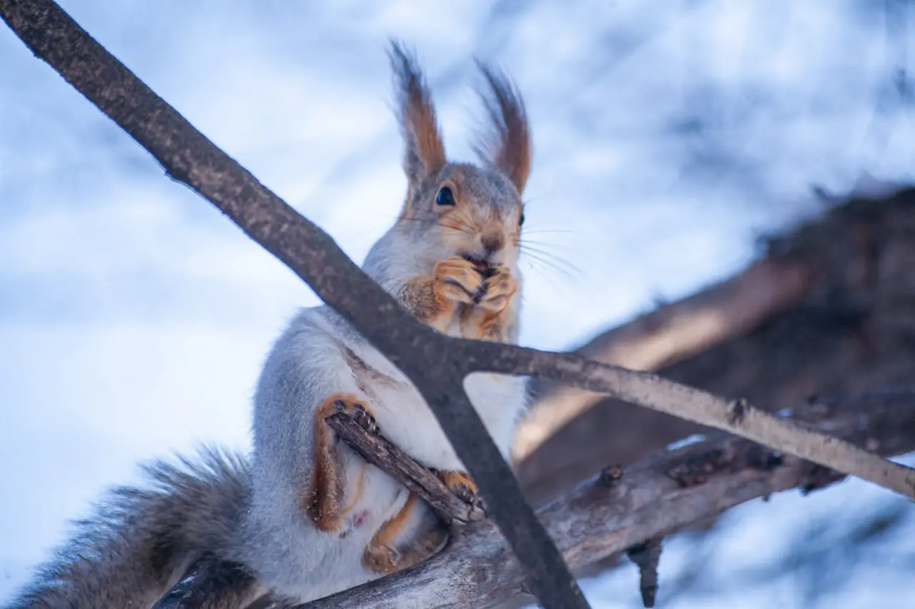 Показ мультфильма Три Кота. Путешествие во времени