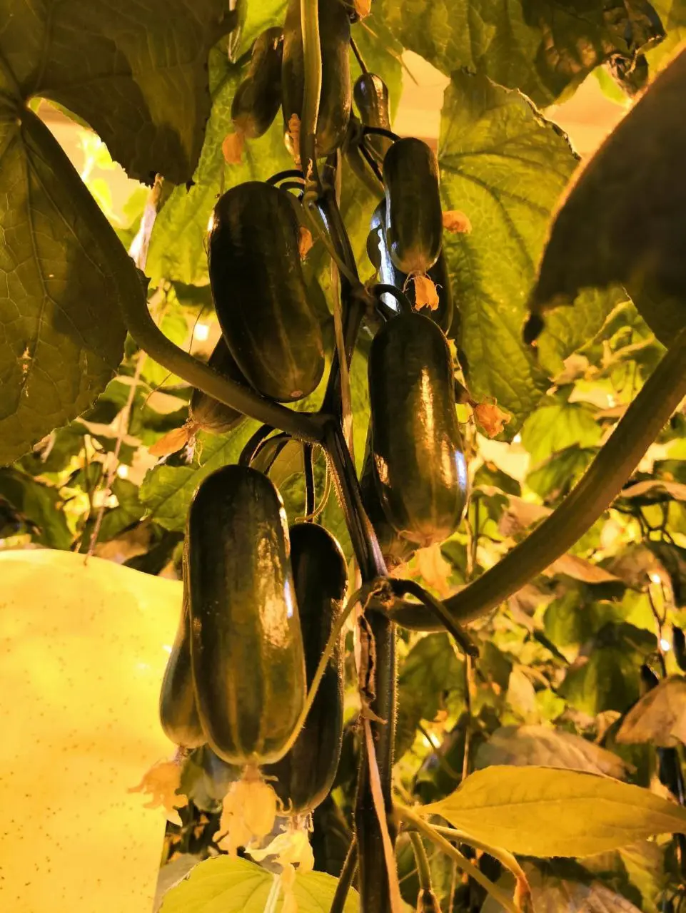 Экскурсия в норильский тепличный комплекс