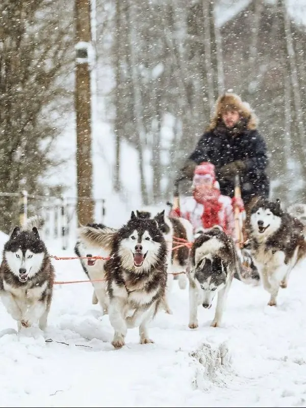 Катание на собачьих упряжках в Хаски-центре