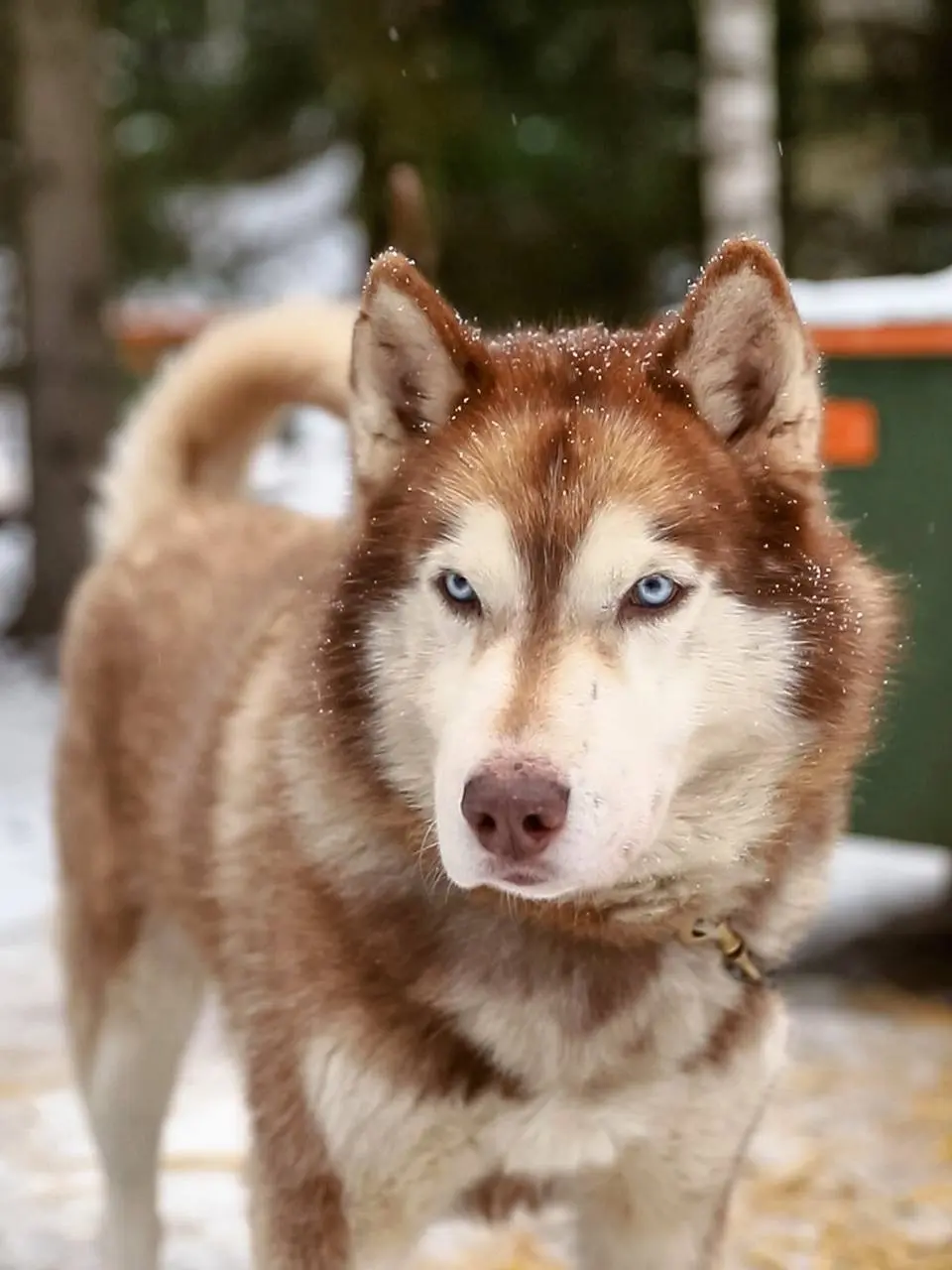 Катание на собачьих упряжках в Хаски-центре