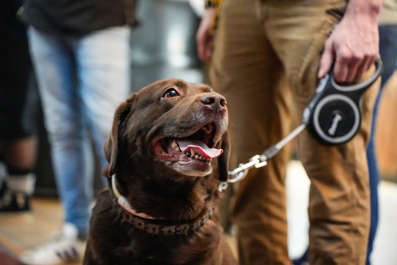Выставка «Моё собачье дело»