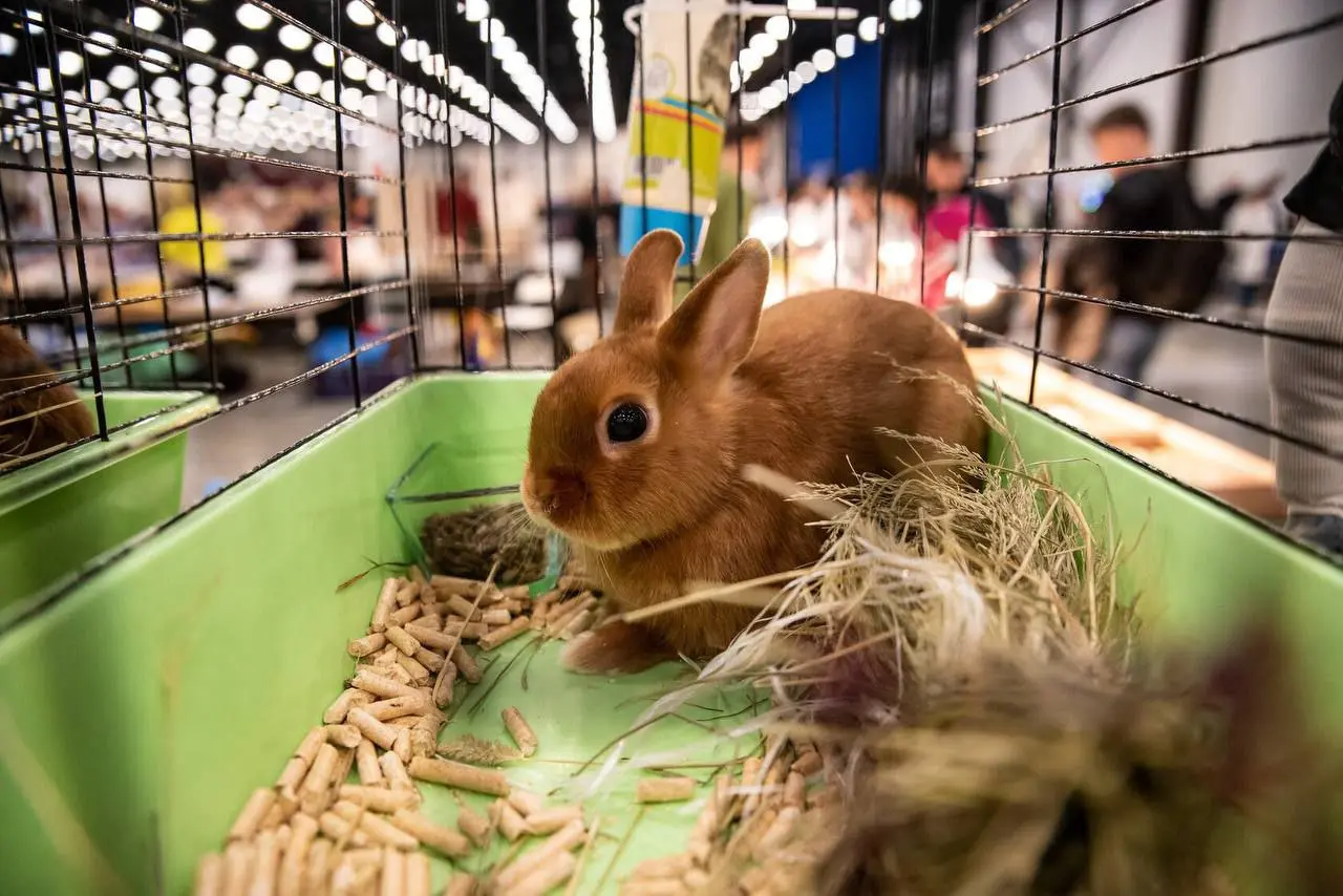 Выставка и соревнования невероятных животных