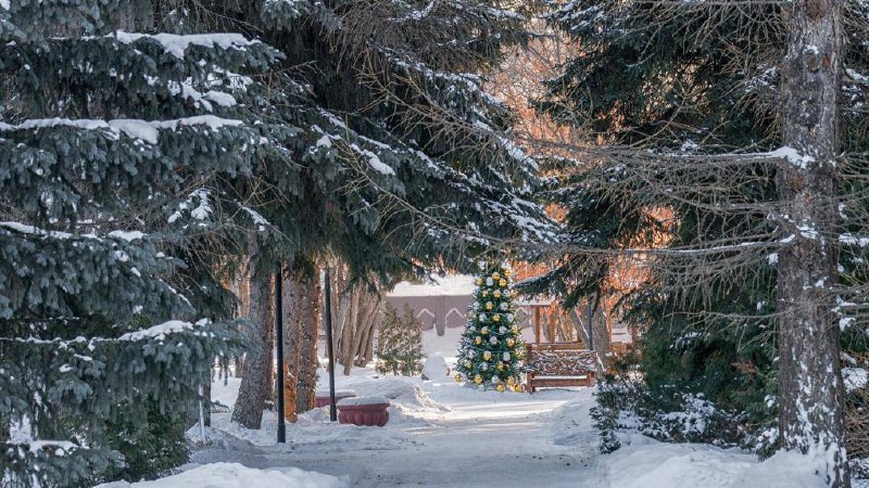 Сказочный заснеженный лес