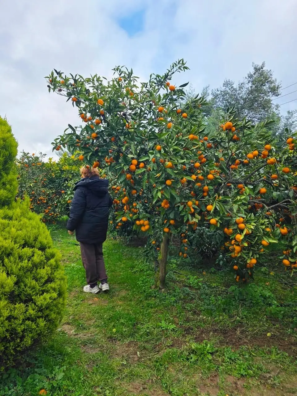 Тур по Абхазии на тему Мандаринов