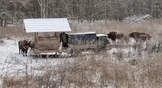 Подкармливание животных в заповеднике