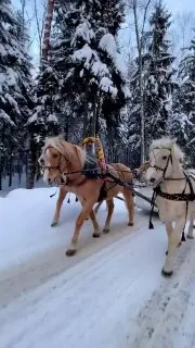 Катание на конной упряжке с Дедом Морозом