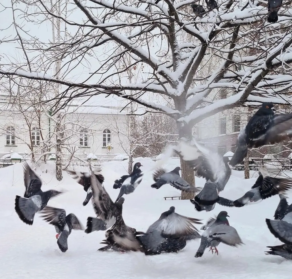 Первенство Тюменской области по фигурному катанию