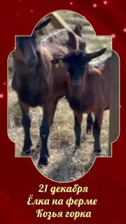 Анимационная программа Рашн пати