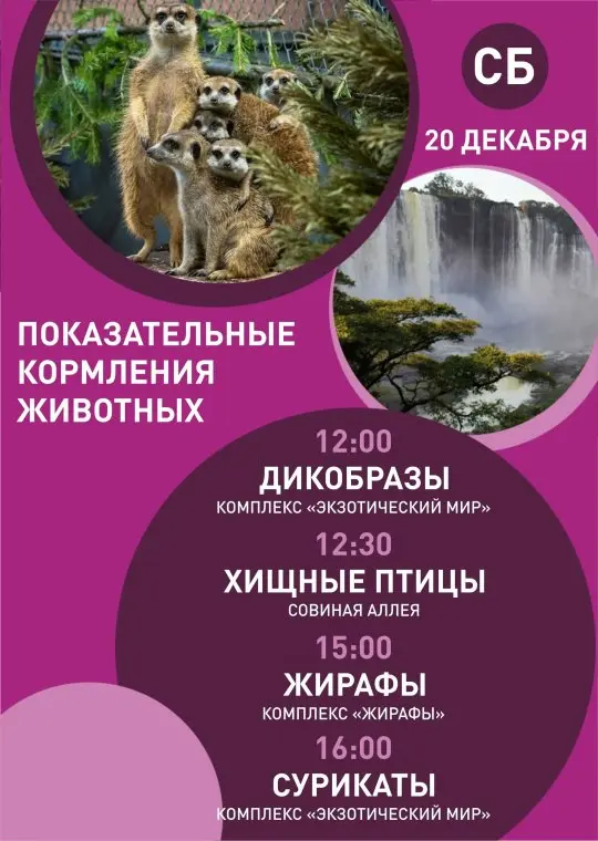 Показательные кормления животных в зоопарке