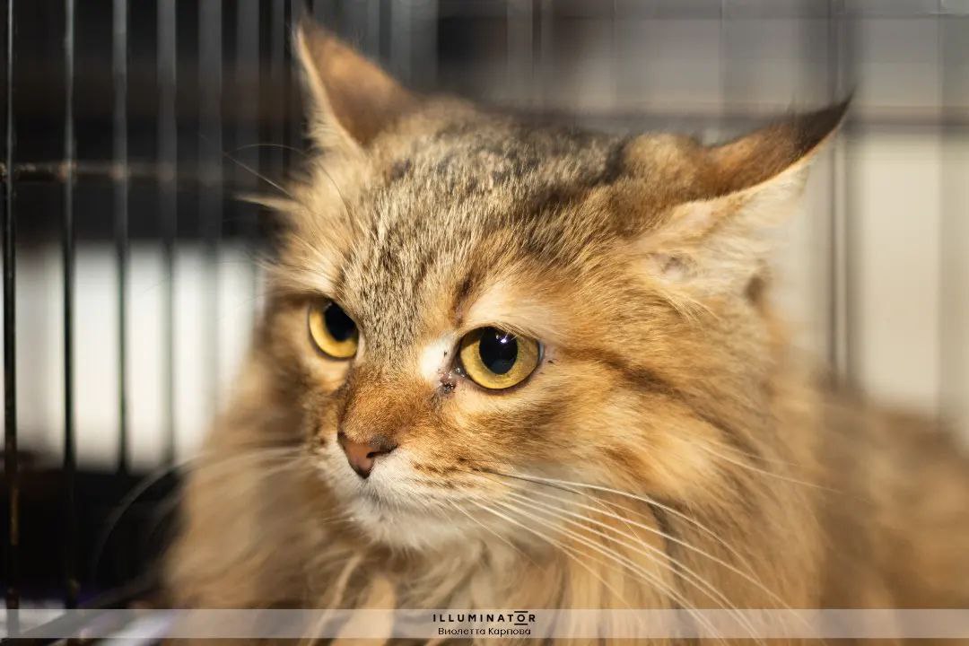 Бросок в самое сердце