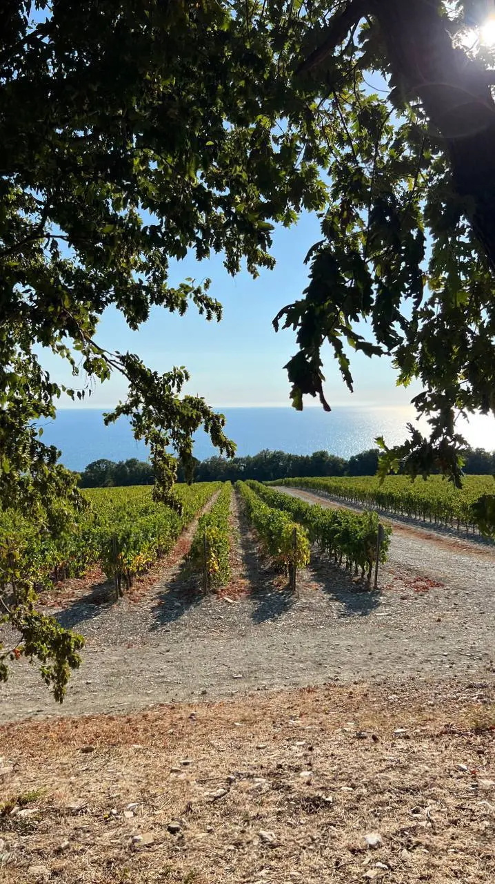 Дегустация вин по теме "Путешествие с бокалом"